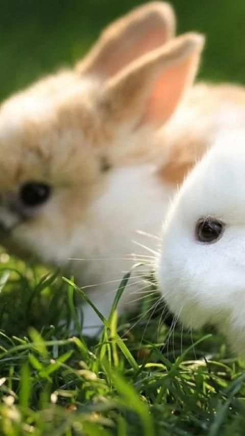 Rabbits Wallpapers скриншот 14