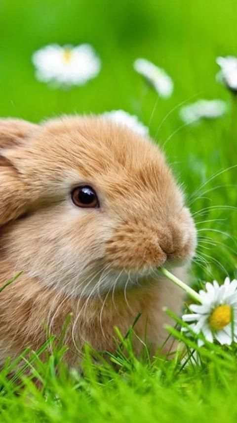 Rabbits Wallpapers скриншот 7