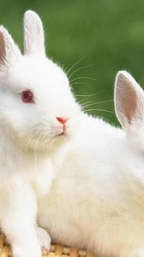 Rabbits Wallpapers screenshot 13
