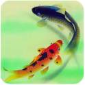 Fish GO Launcher Theme 1.0