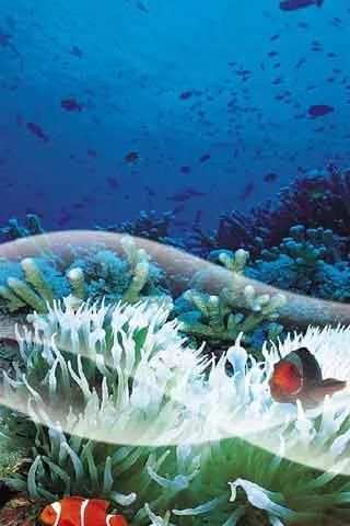 Seabed Live Wallpaper screenshot 2