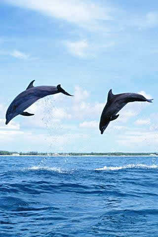 Beatiful Dolphin Wallpapers 2 تصوير الشاشة