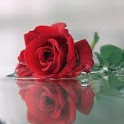 Water Rose Live Wallpaper icon