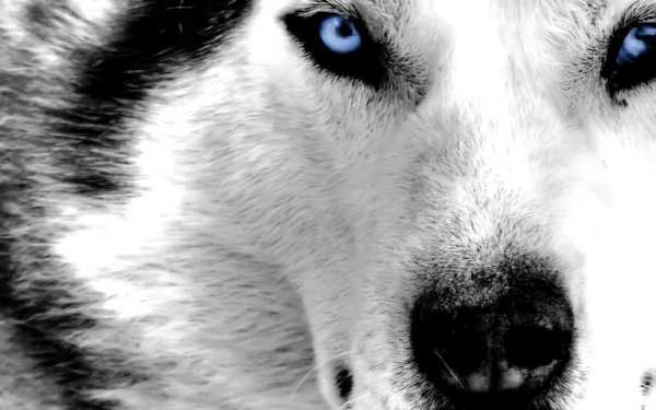 Wolf Eyes Live Wallpaper screenshot 4