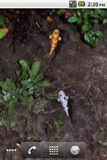 3D Koi Pond Live Wallpaper screenshot 1