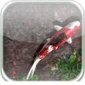 3D Koi Pond Live Wallpaper on 9Apps