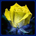 3D Rose Live Wallpaper icon