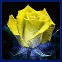 3D Rose Live Wallpaper أيقونة