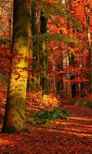Autumn HD Live Wallpapers screenshot 4