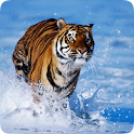 Tiger Live HD Wallpapers icon