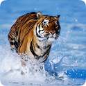 Tiger Live HD Wallpapers on 9Apps