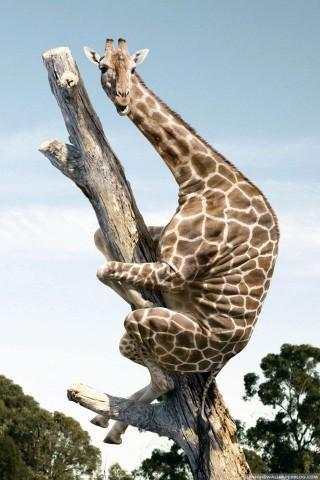 TOP 80 Funny Pictures Enjoy screenshot 3