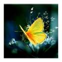 Butterflies live HD wallpapers