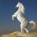 White horse HD live wallpapers icon