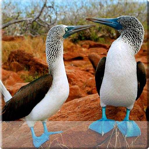 Birds Live Wallpapers स्क्रीनशॉट 1