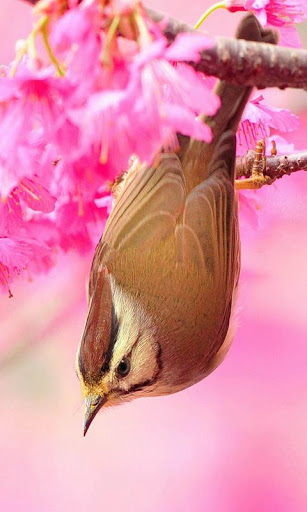 Birds Live Wallpapers screenshot 4