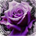 Rose LWP 1.0
