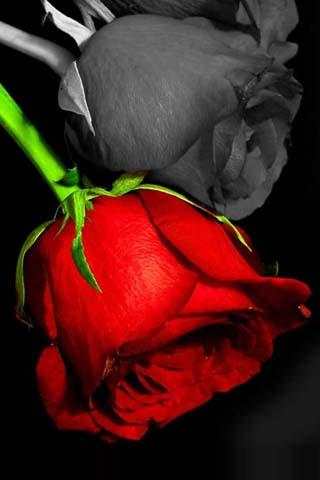 3D Love Flower Live Wallpaper screenshot 2