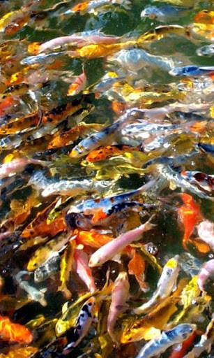 Koi HD Live Wallpapers screenshot 4