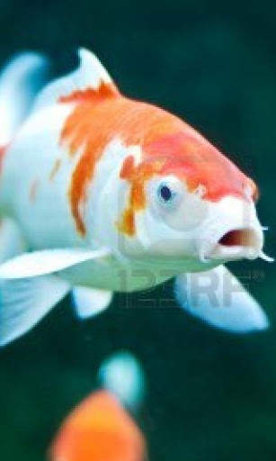 Koi HD Live Wallpapers screenshot 2