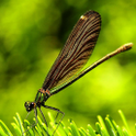 Dragonfly HD Live Wallpapers-P icon