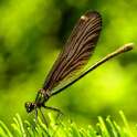 Dragonfly HD Live Wallpapers-P on 9Apps