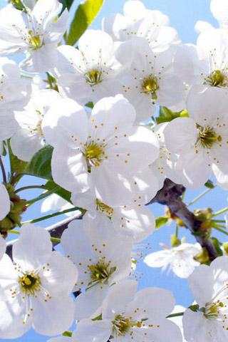 3D Cherry Live Wallpaper screenshot 1