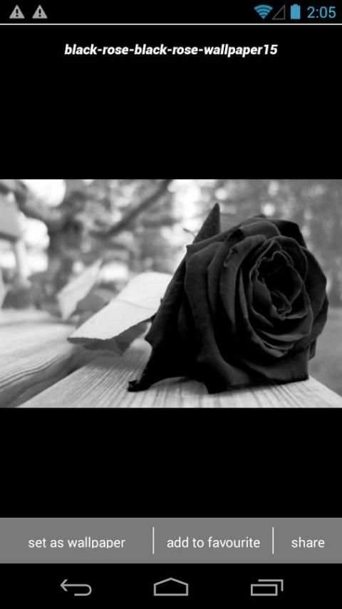 Black Rose Wallpapers HD скриншот 2