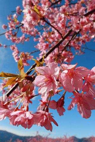 Sakura Live Wallpapers screenshot 5