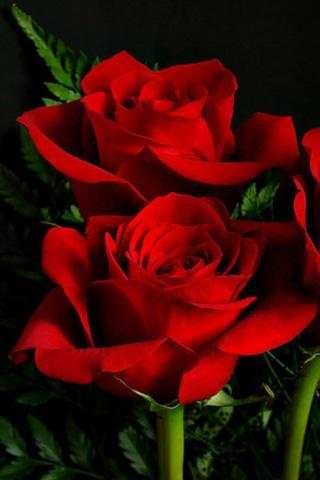 Love Rose Live Wallpaper 3 تصوير الشاشة