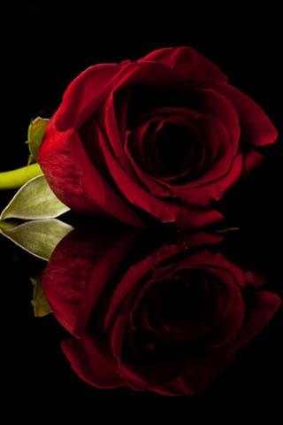 Love Rose Live Wallpaper 1 تصوير الشاشة