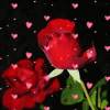 Free Rose Heart Live Wallpaper
