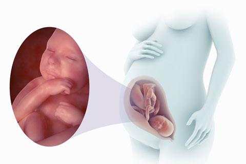 My Bump - Pregnancy Calendar screenshot 4