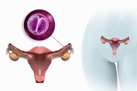 My Bump - Pregnancy Calendar screenshot 1