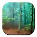 Forest Live Wallpaper 3D on 9Apps