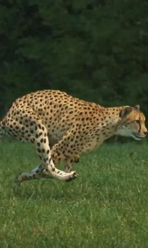 Cheetah live wallpaper screenshot 2