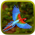 Birds HD Wallpaper icon