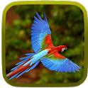 Birds Wallpapers HD 1.0