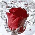 Rose Live Wallpaper 3.5.6
