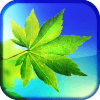 Leaf Live Wallpaper иконка