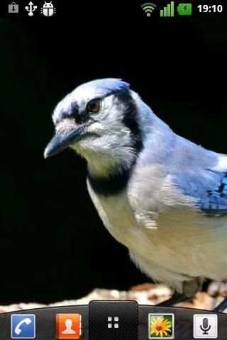 Birds Live Wallpaper screenshot 2