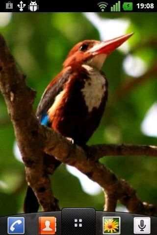Birds Live Wallpaper screenshot 5