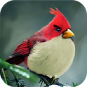 How to 3 Stars Angry Birds icon