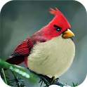 How to 3 Stars Angry Birds 1.5