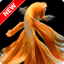 ikon Betta Fish Wallpaper