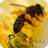 PhotoBuzz 1.0