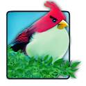 MRFarts Wallpapers-Natural AngryBird Lite 1.0.0