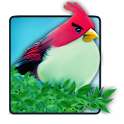 Natural Angry birds free LWP