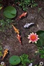 3D Koi Pond Live Screensaver 2 تصوير الشاشة