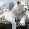 White Lion HD Live Wallpapers on 9Apps